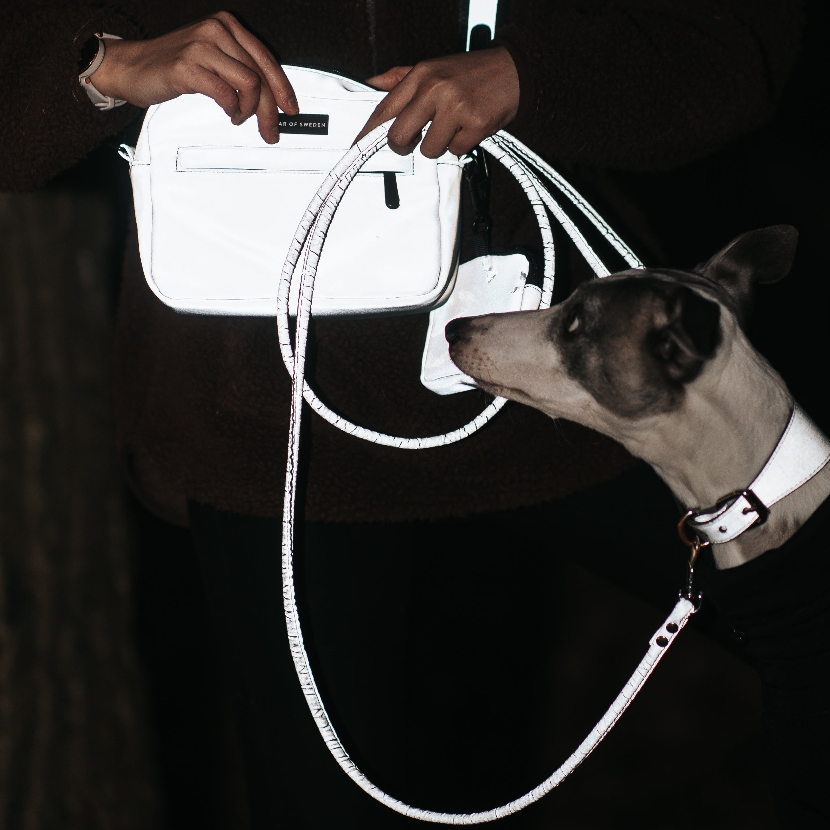 Reflective Dog Collars and Leashes: How Visibility Can Save Lives