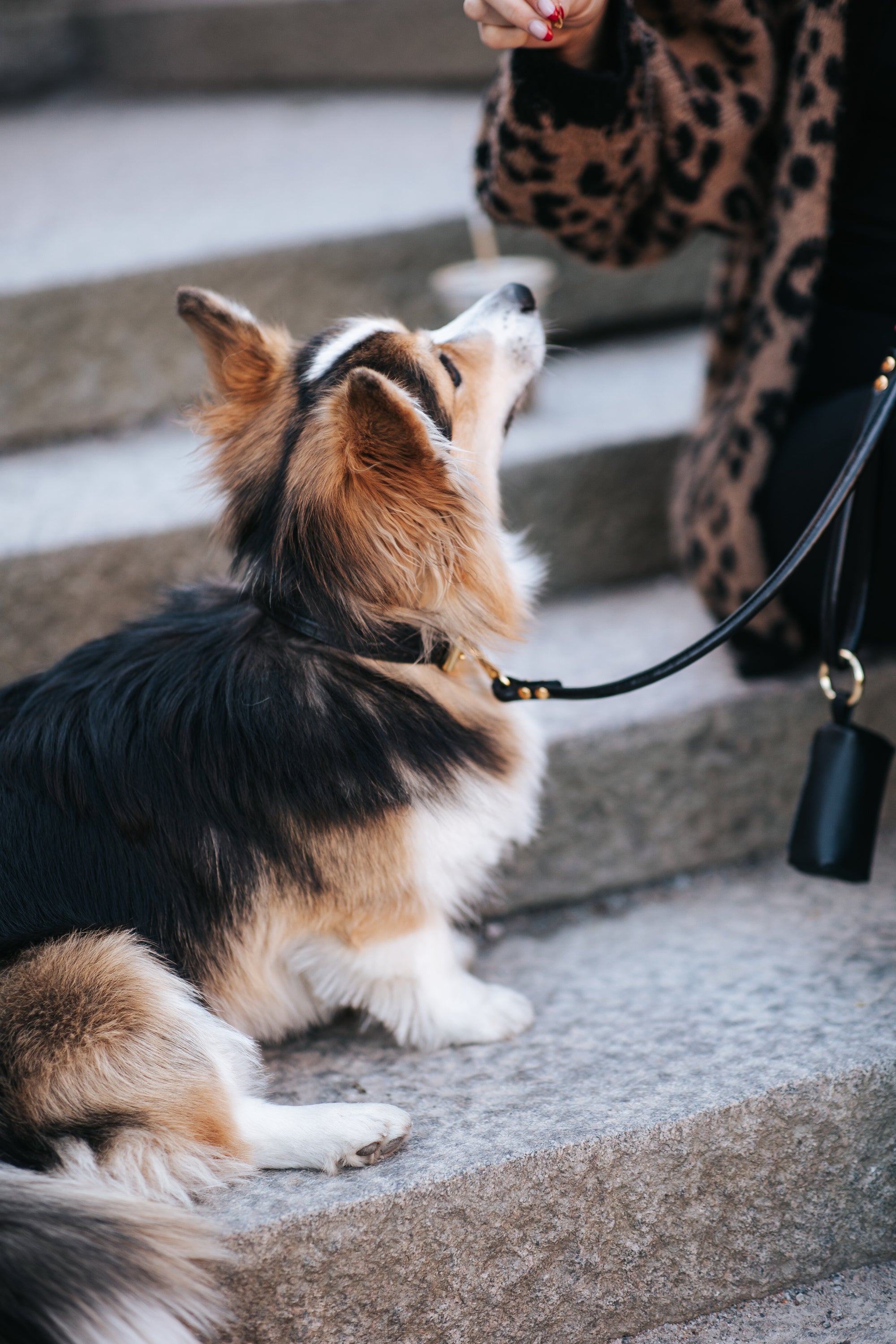 Dog Leads