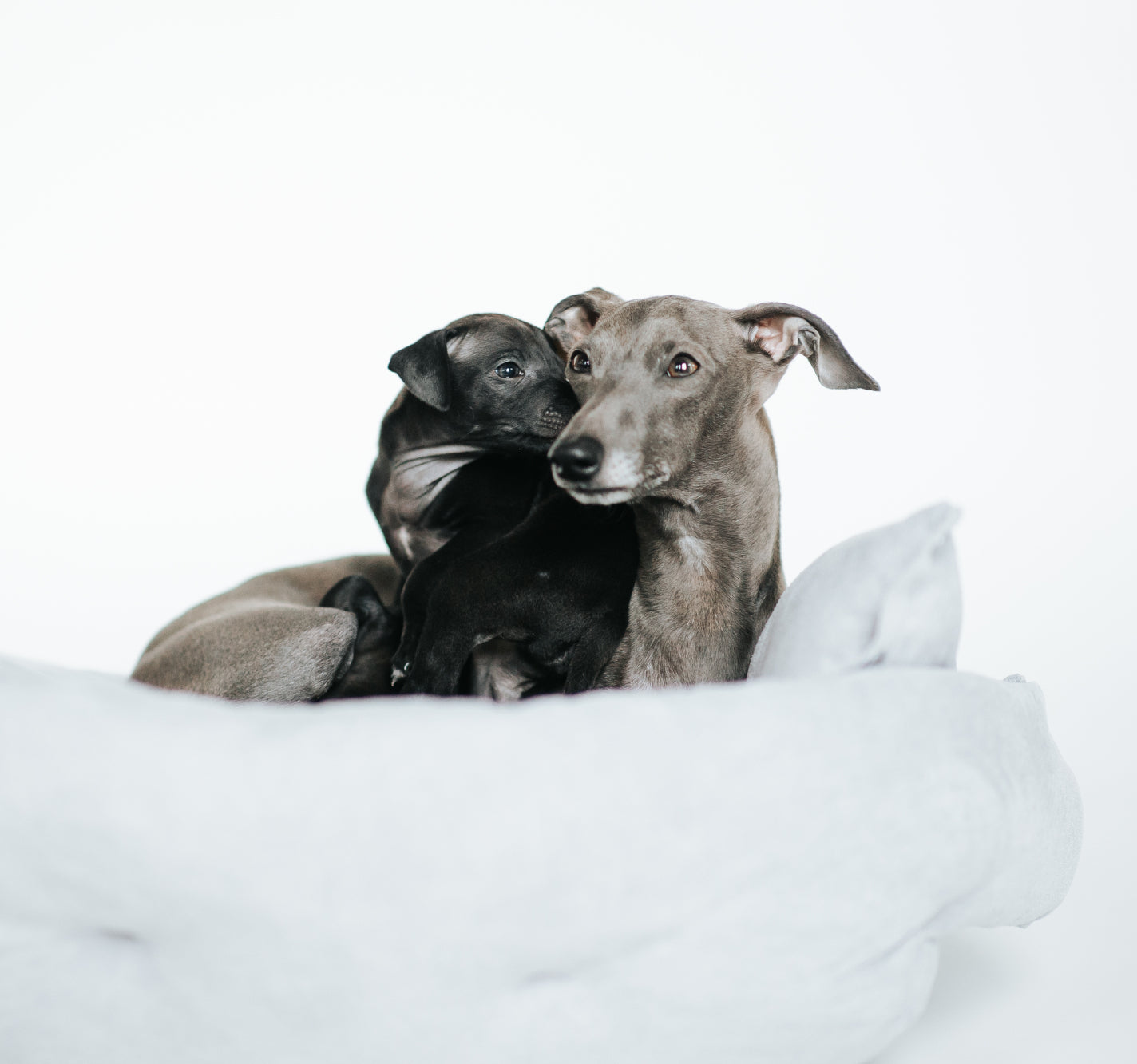 Multifunction Dog Beds