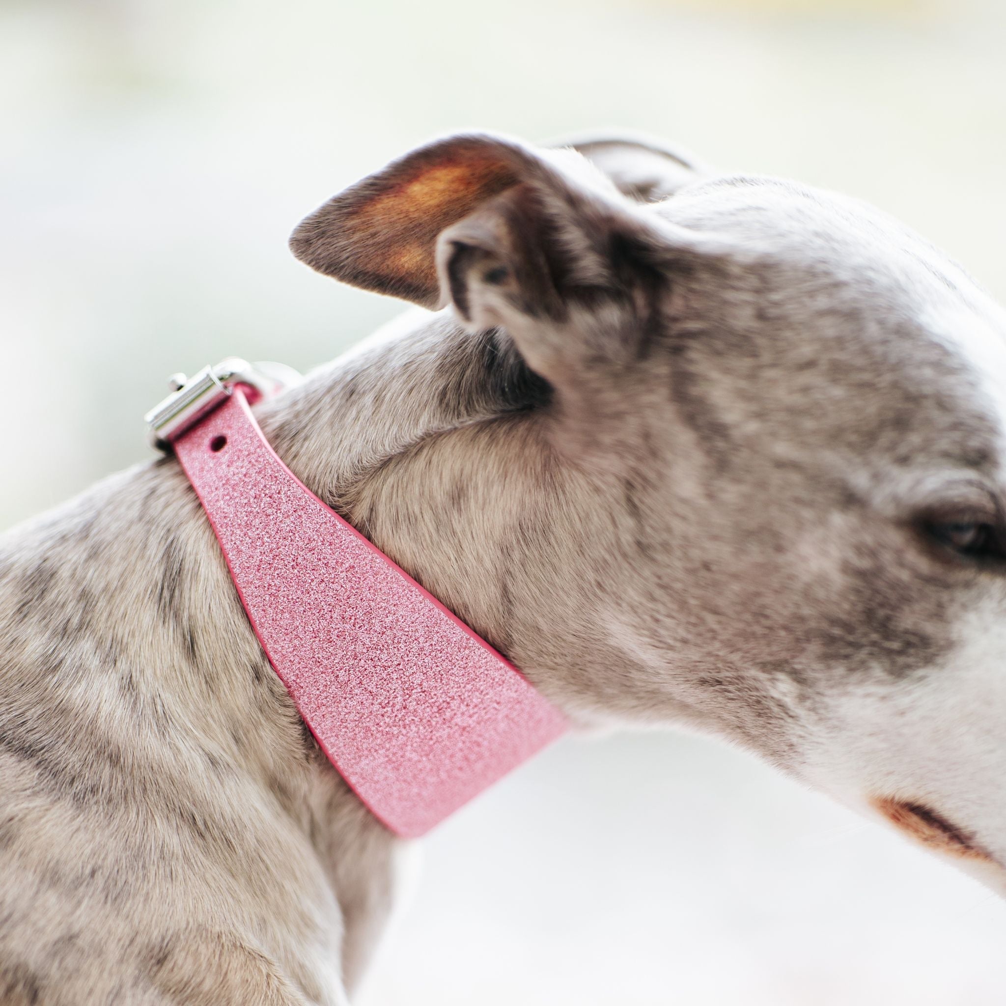 Wide Dog Collars
