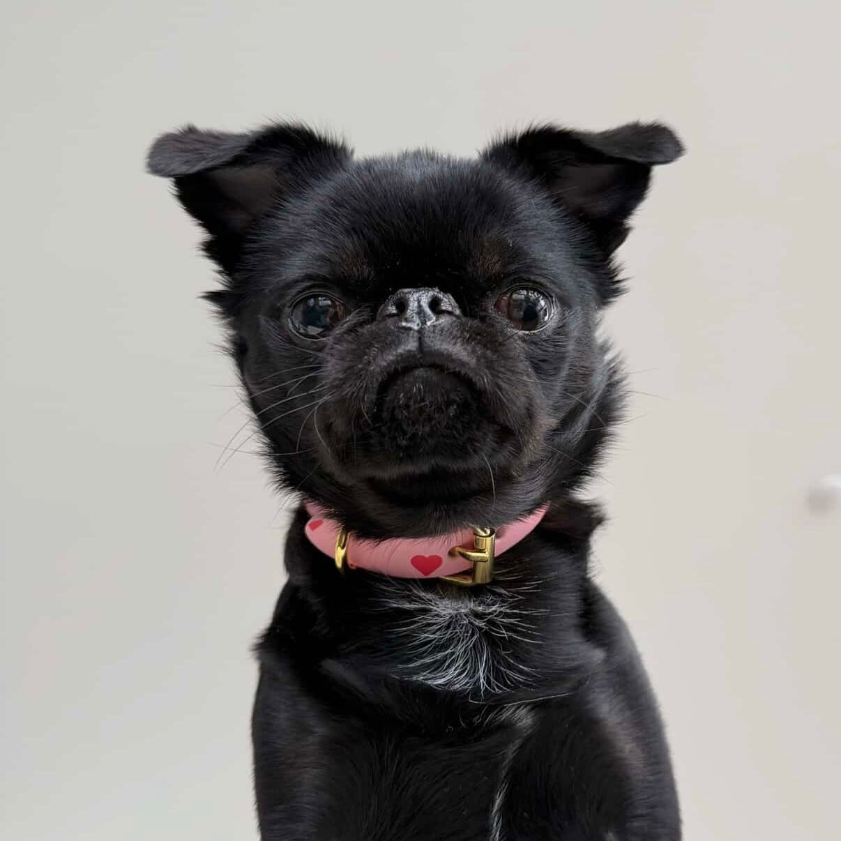Love-collar-xs-thin-griffon.jpg