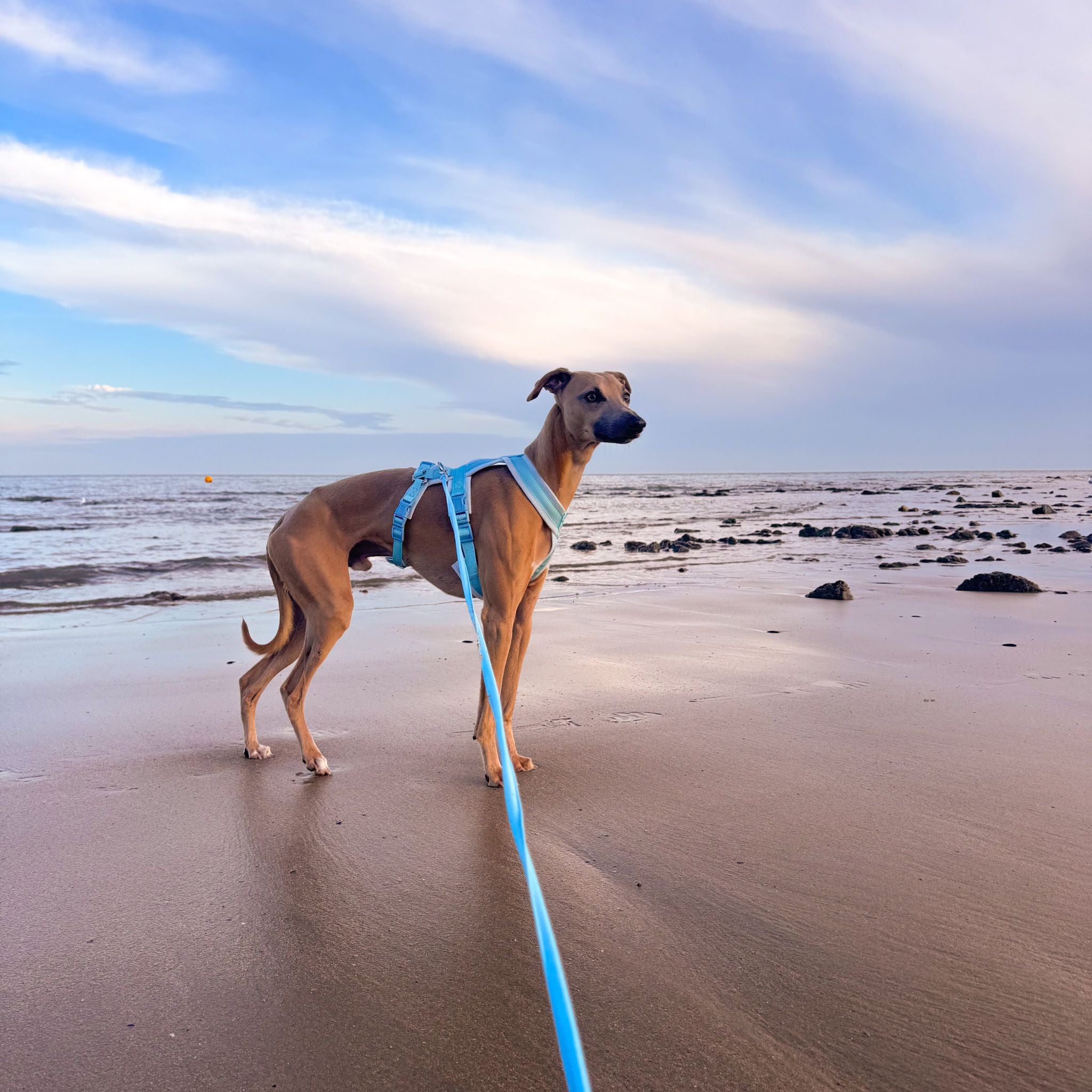 baby-blue-harness-wiggy-size-xs-standing.jpg