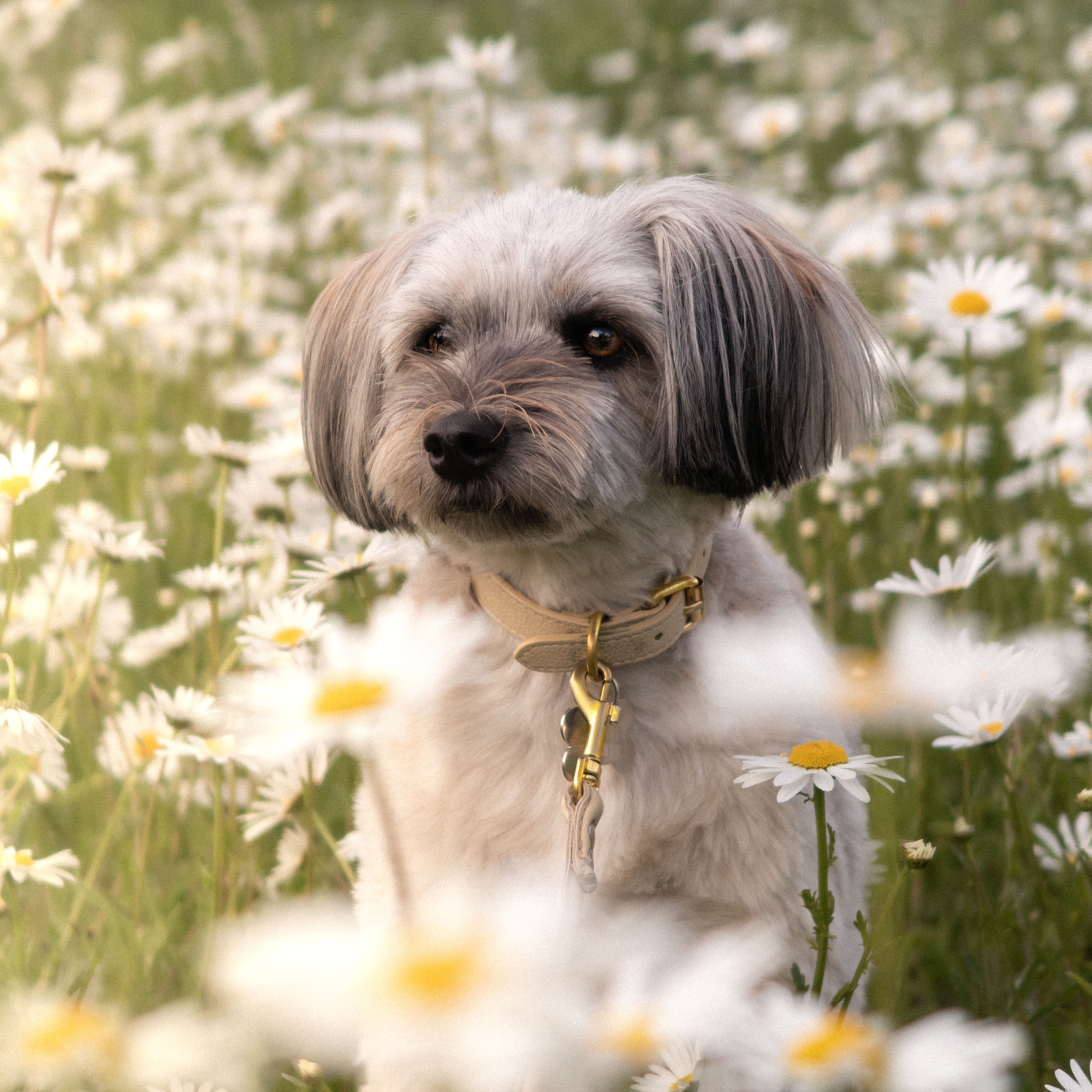 beige-dog-collar-small-thin.jpg