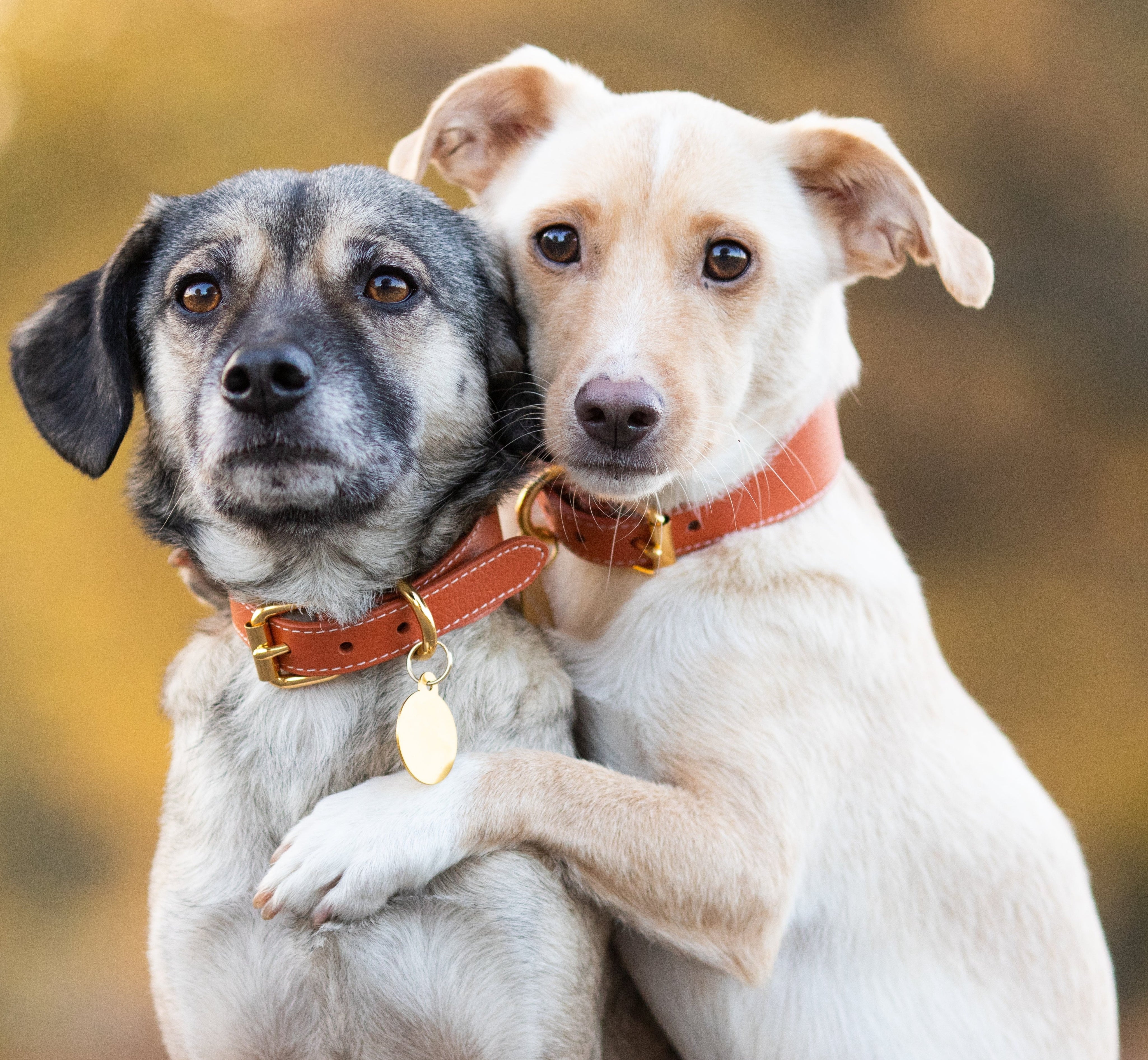 cognac-dog-collar-medium-wide-detail.jpg