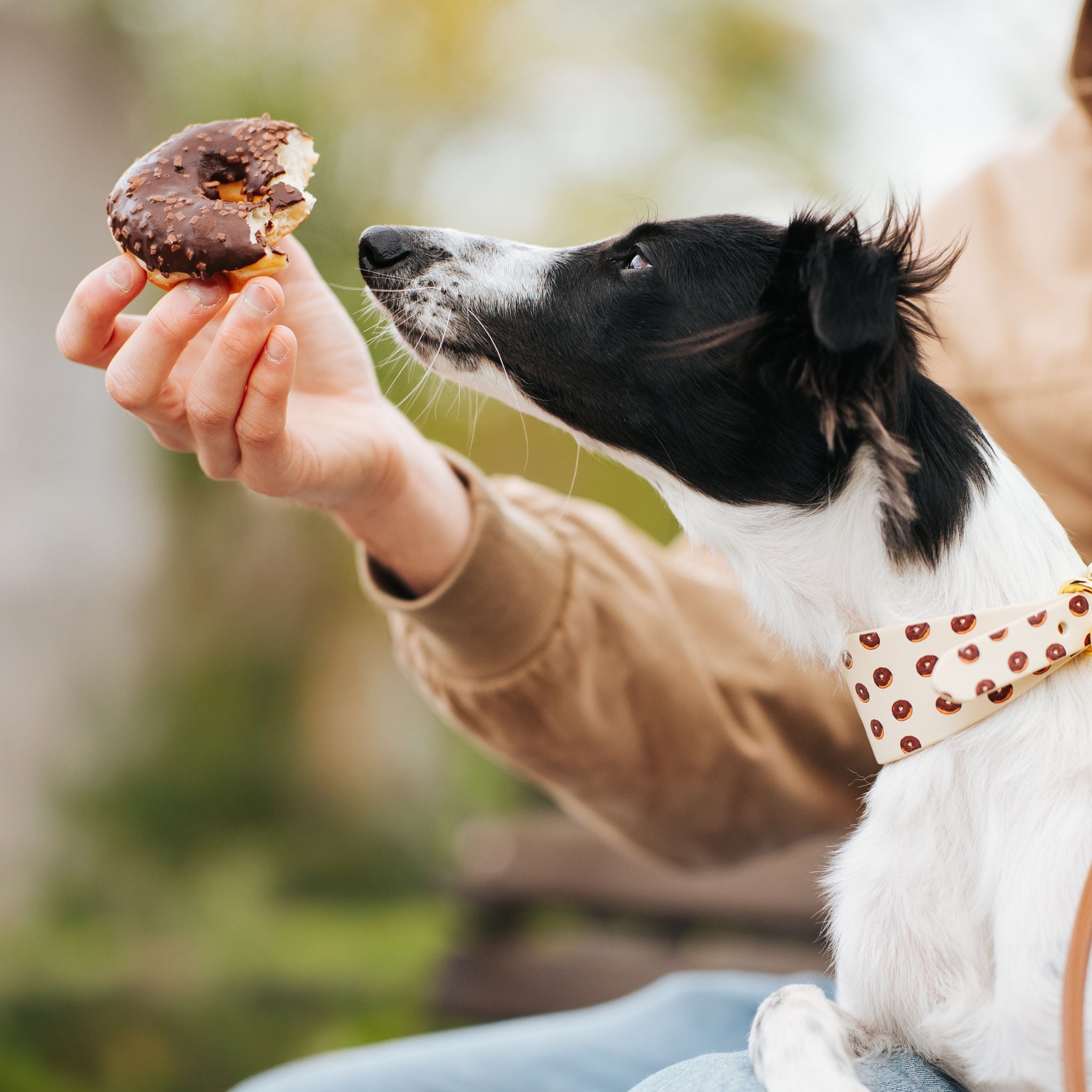 donuts-medium-wide-silkenwindsprite-donut.jpg