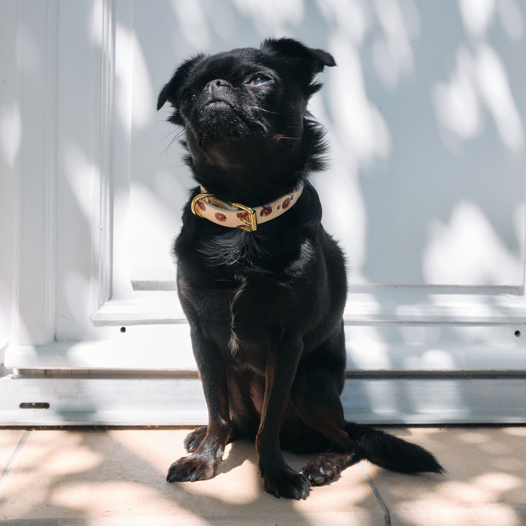 donuts-xs-thin-griffon-sitting.jpg
