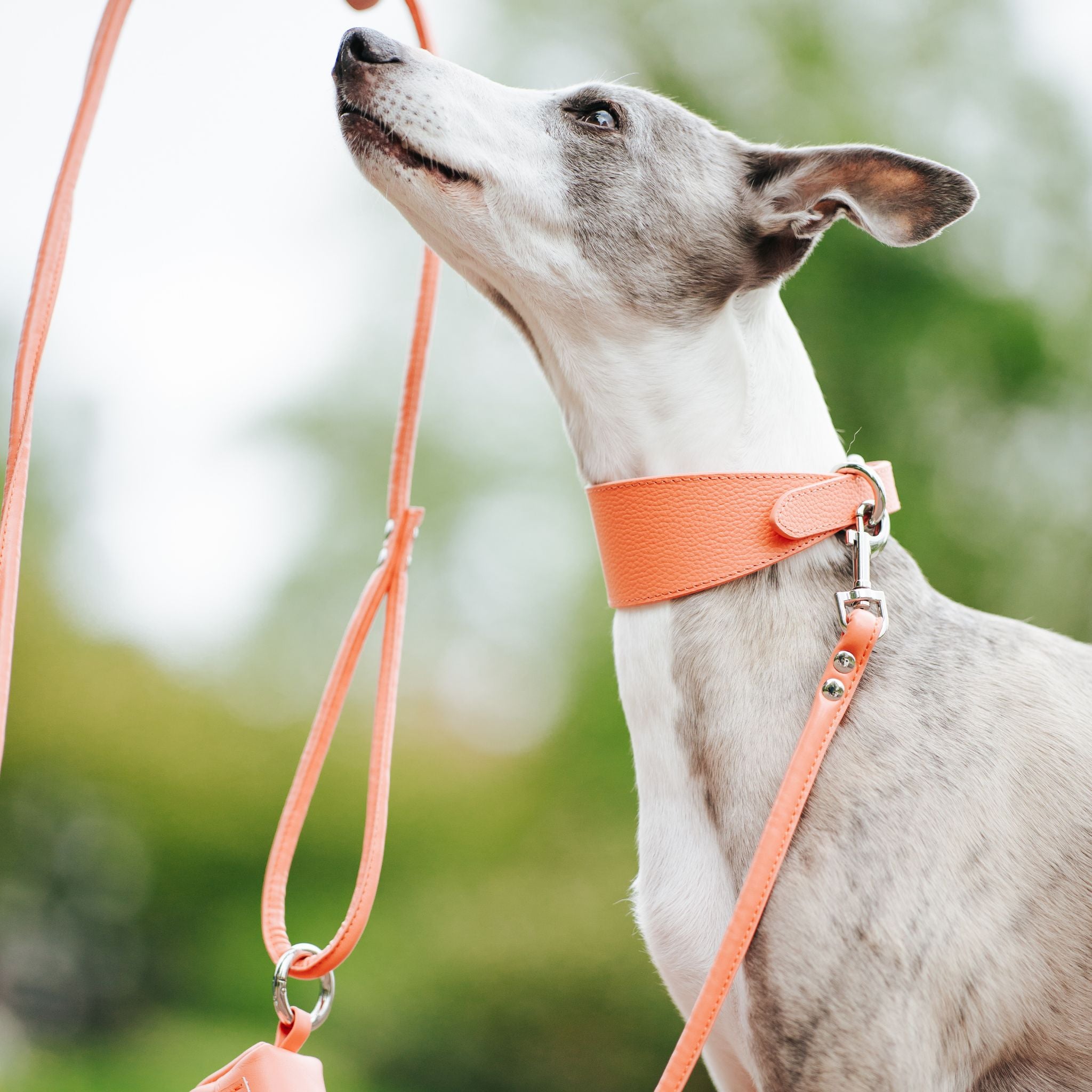 peach-set-medium-wide-whippet.jpg