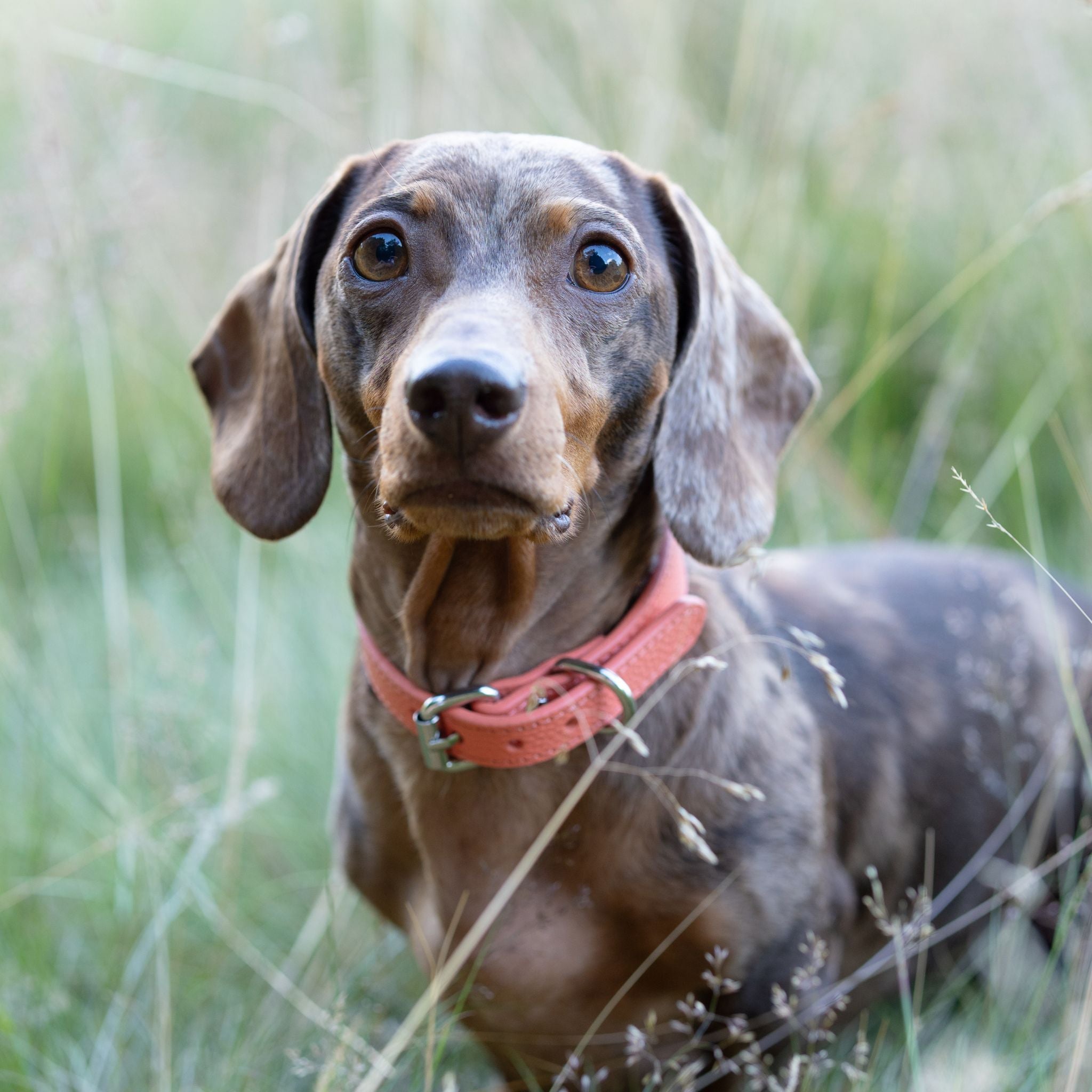 peach-small-thin-dachshund.jpg