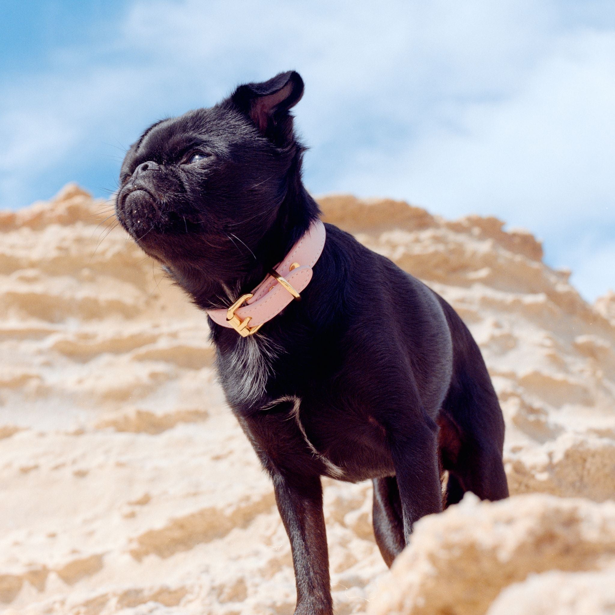 pink-dog-collar-xs-thin-griffon-standing.jpg