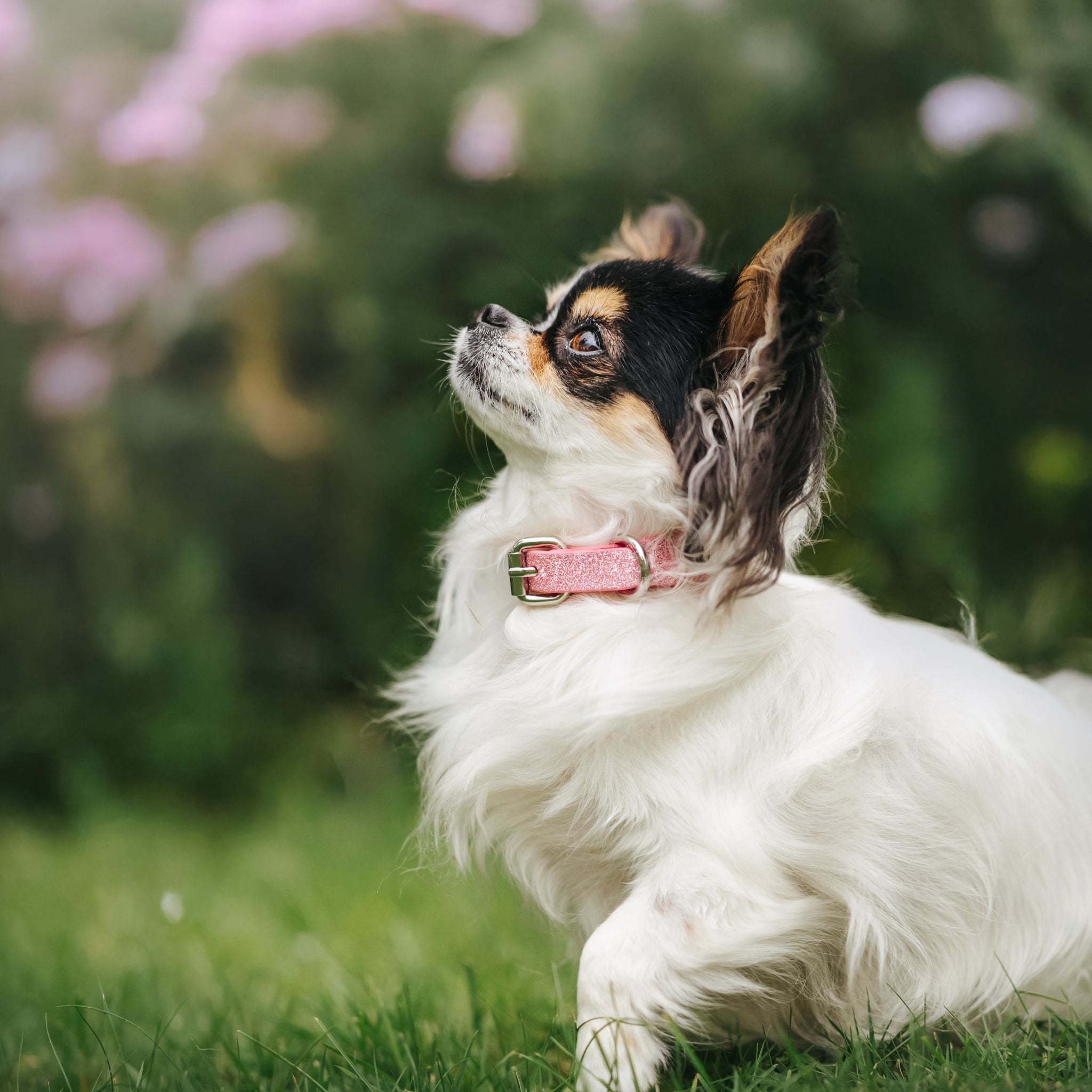 pink-glitter-xs-thin-chihuahua.jpg