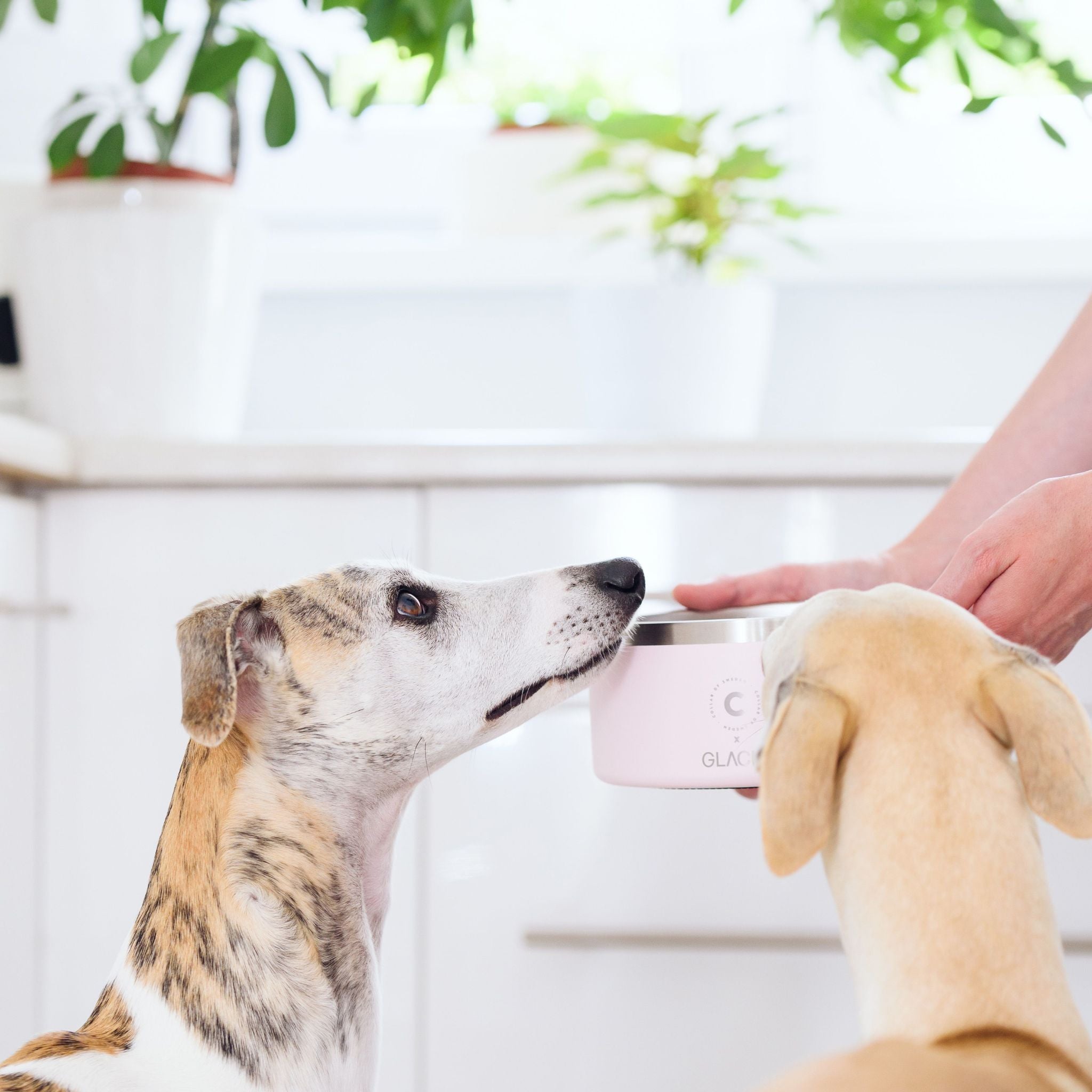 white-dog-bowl-anti-slip.jpg