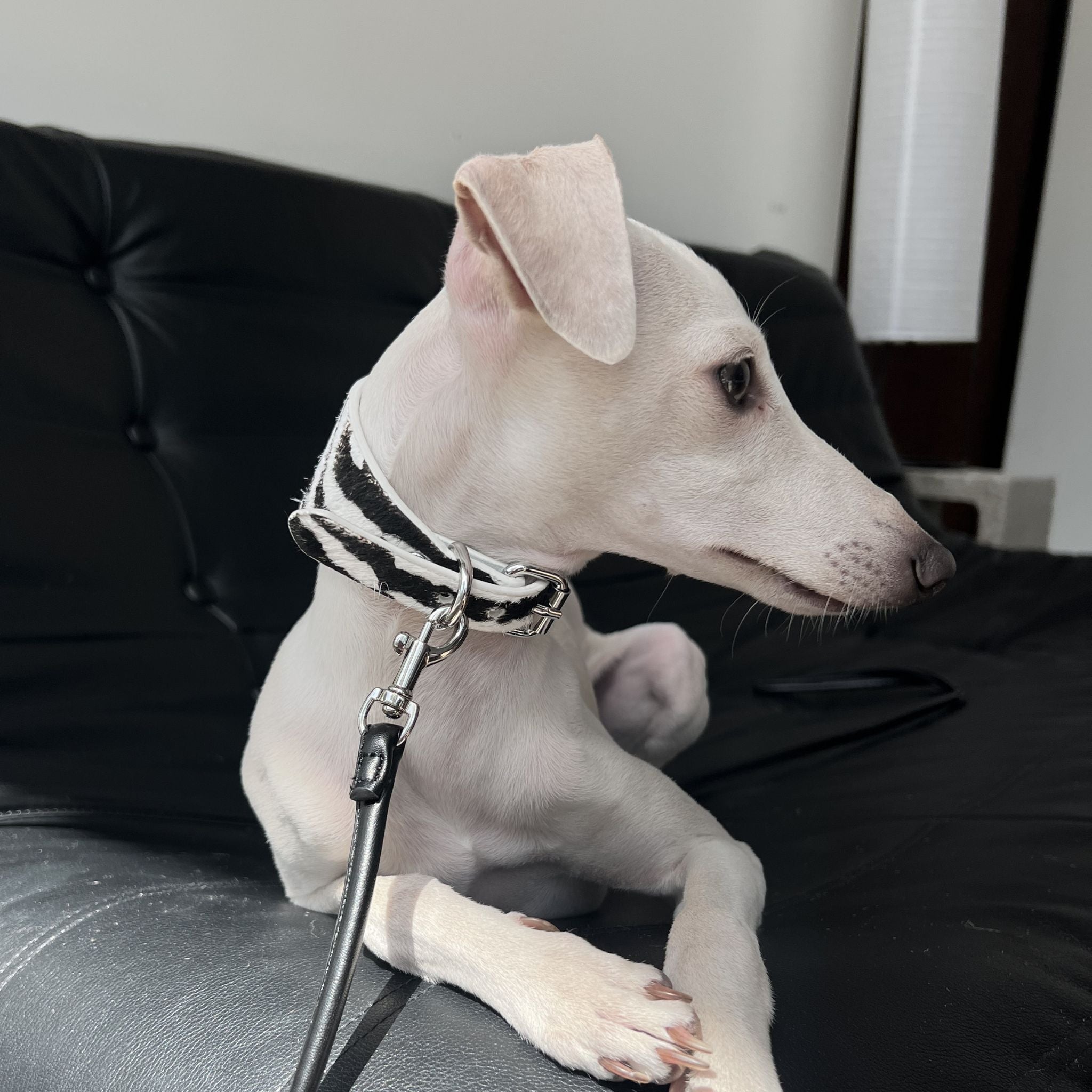 zebra-dog-collar-italian-greyhound-white-profile.jpg